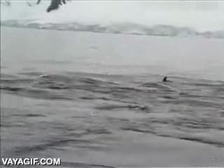 tuvo suerte,ping&uuml;ino,le persegu&iacute;a una orca,persercuci&oacute;n,por el agua,saltar,salvarse