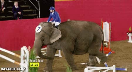 trompazos,partir las vallas en dos,romper,fuerza,elefante