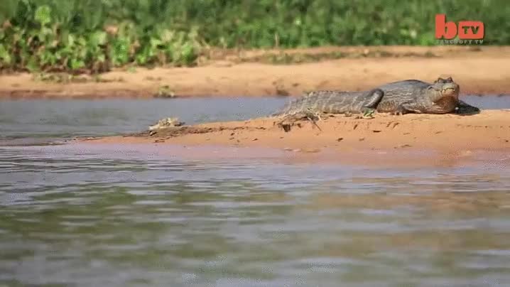 morder,mordisco,cuello,cazar,sigiloso,cazador,por la espalda,acechar,caiman,cocodrilo,jaguar