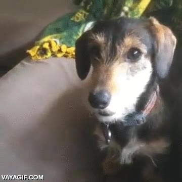 ¿Y qué se supone que he de hacer? Tú la has tirado, ¿no tendrías que ir tú? perro,pelota,tirar,en plan del palo,no entender