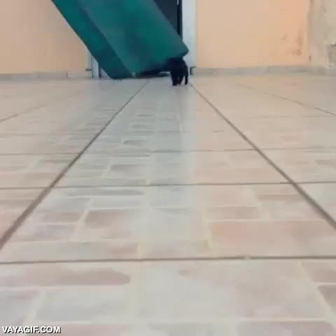 carlino,pug,perro,chocar,ojos a los lados,perro pez martillo