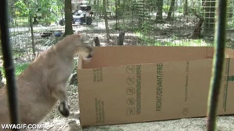 tamaño,gatos,felinos,pantera,leon,lince,puma,cajas de carton