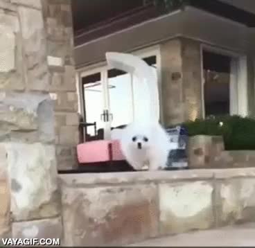 perro,torpe,caer,escaleras,torpecito,fail,resbalar