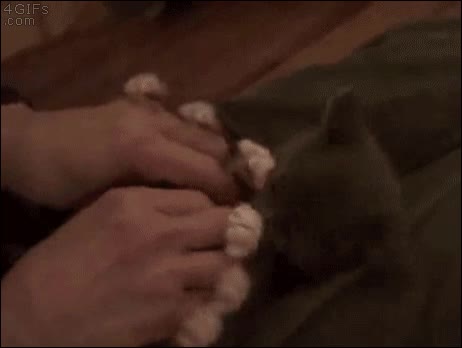 8 patas,spider-cat,gato,gatito,mítico vídeo o gif,surprise cat,montaje
