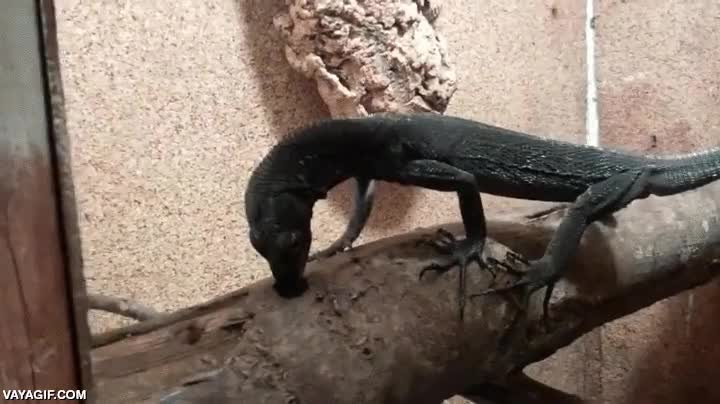 Algunas especies de varanos usan sus manos para intentar sacar a los insectos de sus escondrijos varano,tipo de lagarto,reptil,iguana,agujero,meter la mano,la pata