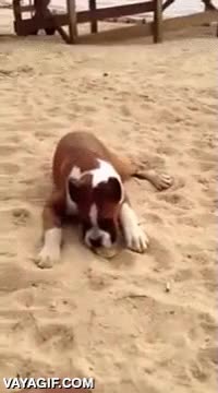 perro,limon,acido,reaccion,playa,me parto