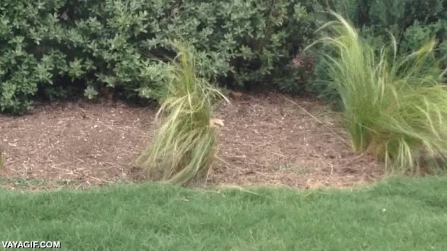 gato,atacar,planta,locura,supongo que solo juega,muy tierno