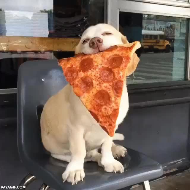 cachorro,golden retriever,pizza,porcion,trozo,rozando el extasis,perro
