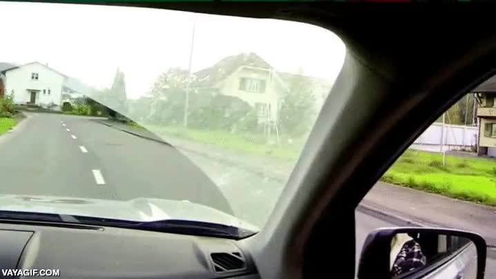 cazar,cazador implacabale,halcon,cuervo,atrapar,muerte al momento,deshacer,pueden ser muy nocivos