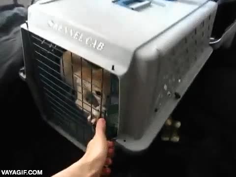 zorro,fenec,cachorro,jaula,salir,perro,jugar