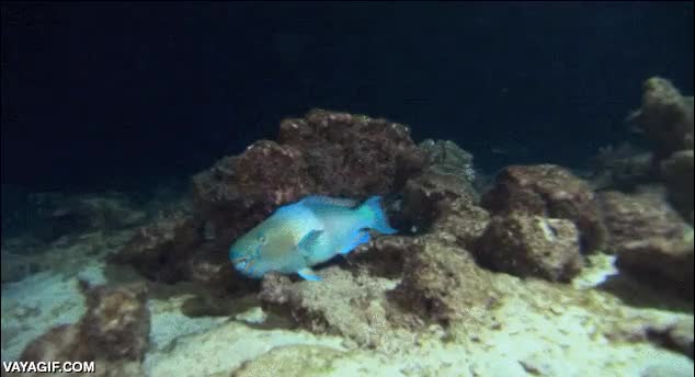 feel like a ninja,tiburones,escondido,coral,no lo ven,tiene cara como de victoria,pez,tiburon