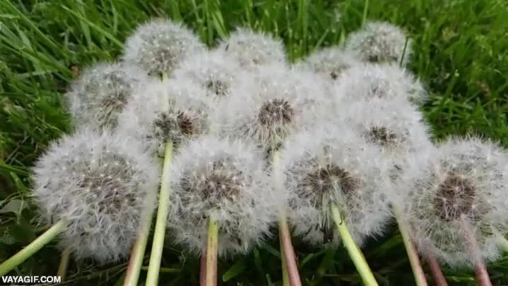 No está bien quemar las flores, pero reconozco que estos dientes de león ardiendo tienen algo mágico magico,dientes de león,flores,plantas,arder,fuego,qué facilidad para prender,slow motion