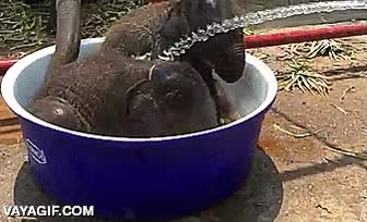 elefante,elefantitos,barre&ntilde;o,cubo,manguera,agua,chorro,ba&ntilde;ar