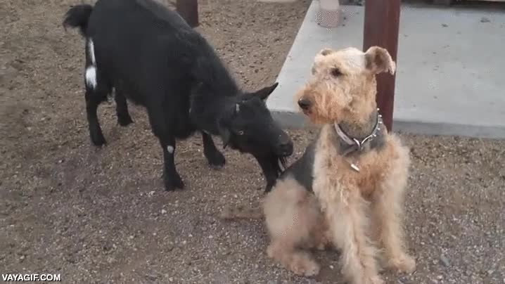 cabra,perro,lengua,lengüetazo,indiferencia total