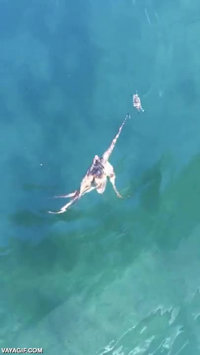 &ntilde;am,devorar,comer,pulpo,cangrejo,en el agua son muy vulnerables