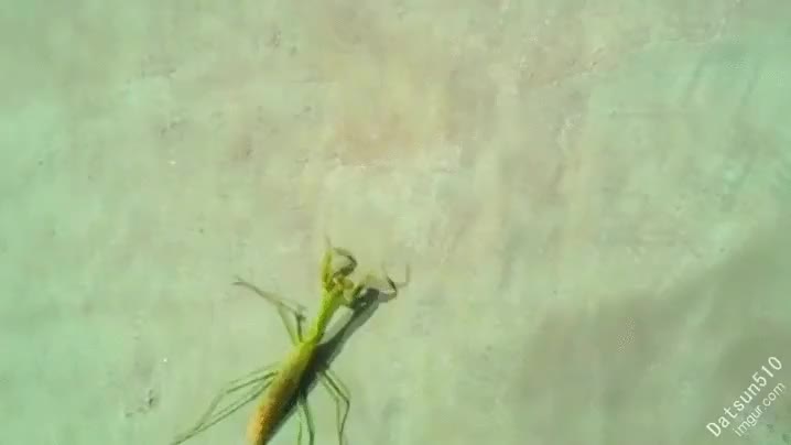 a la que esto llegue a las personas...,mantis religiosa,pues tan religiosa no sería,parásito,insecto,bicho,pelos de punta