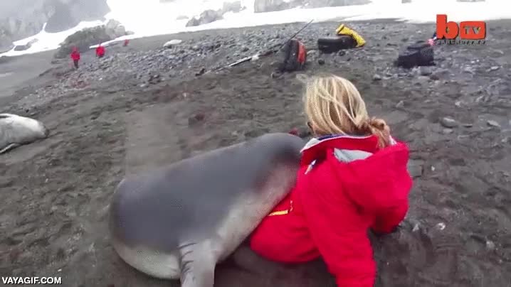 amor,buscar mimos,elefante marino,foca,cachorro,de mar,playa