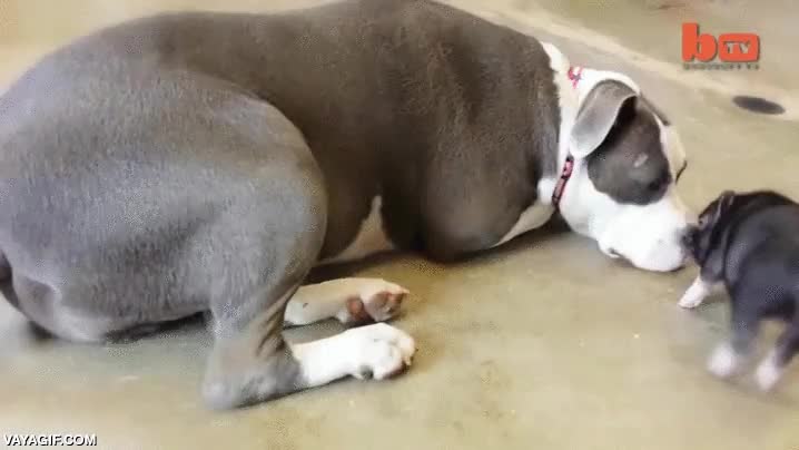 es adorable,tierno,aun as&iacute; no le gru&ntilde;e ni le ladra,viejo,cerdo,cerdito,perro