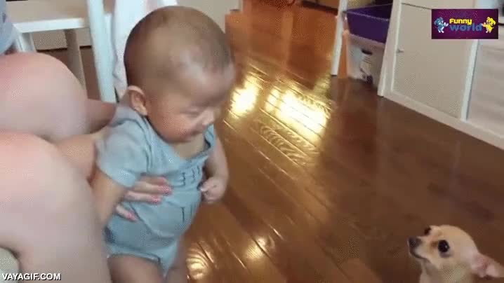 publico,sabe que hacer para que se ria,ni&ntilde;o,gran chihuahua mejor c&oacute;mico,perro