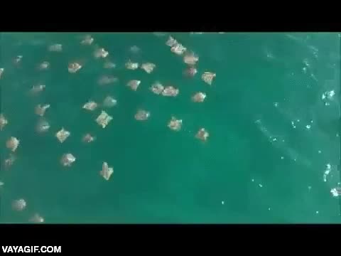 migraciones,en grupo,muchos individuos,hacia aguas m&aacute;s calidas,pez,pescado,manta raya