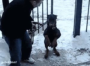 perro,dos patas,entrenar,entrenamiento,levantarse,subir,escaleras