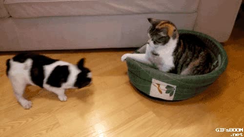 salte de mi cama,perro,gato,encima,no querer salir,se tumba y que le den