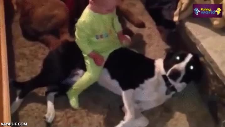 corcel,perros,caballos,bebes,ni&ntilde;os,cachorros de humano,jugar,me fio m&aacute;s de ellos que de la policia