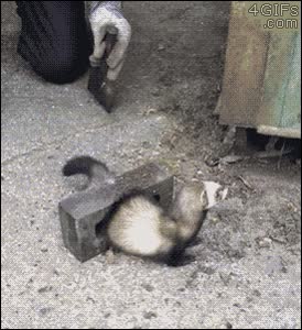 rescatar,salvar,huron,ladrillo,agujero,partir,romper,tocho