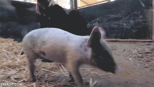 huamana,perro,cerdo,saltar,valla,llamar la atenci&oacute;n