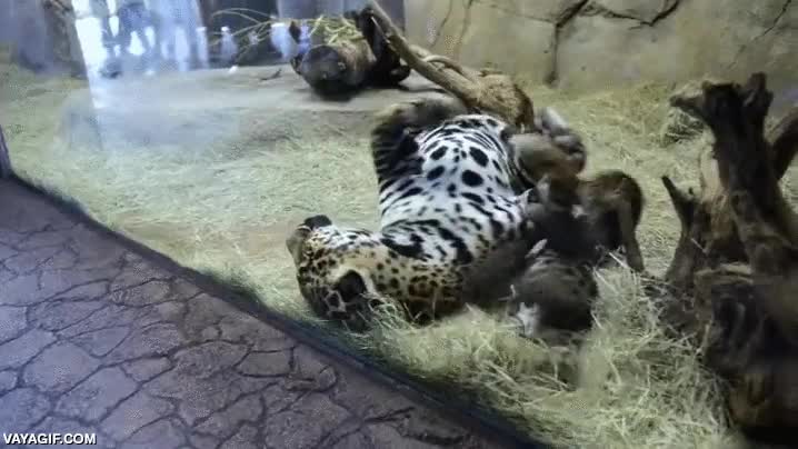 madre,cachorro,jugar,travieso,jaguar