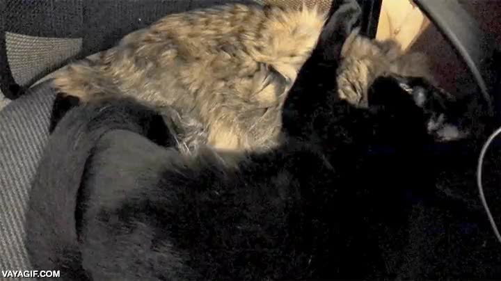 gatos,abrazar,abrazarse,importar,indignados,abrazados,gato