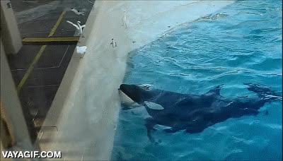 poner un cebo,pescado,pez,el pajaro paga su osad&iacute;a,orca,tendr&iacute;a antojo de pollo,demasiados d&iacute;as comiendo at&uacute;n,acuario