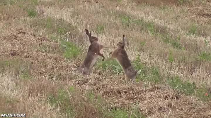 tipica pelea tonta entre hermanos,para ellas parece ser a muerte,liebre,conejo,pegarse,es muy comico