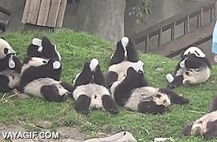 osos,pandas,biber&oacute;n,comer,beber,cachorros,comida,zoologico,oso panda