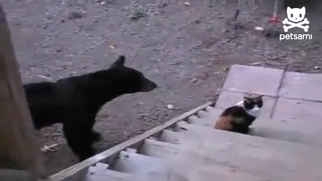 garfield,gato,oso,yogui,atacar,mala leche,oso recibiendo,gato valiente