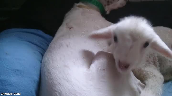 cordero,rescatar,salvar,matadero,perro