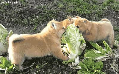 perro,perros,cachorros,atacar,lechuga,pobrecita