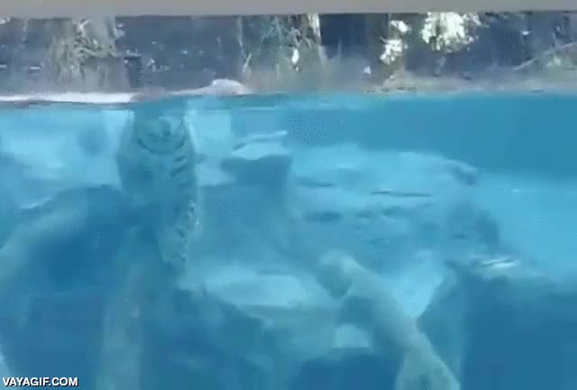 Jaguar,bucear,felino,no deber&iacute;a gustarle mucho el agua,nadar