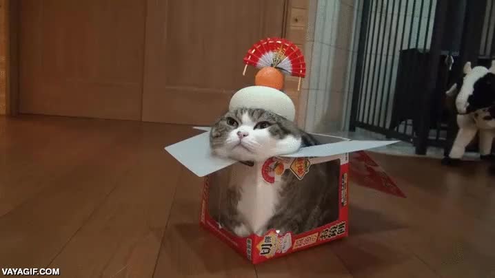 gato,caja,emperador,chino,japones,el otro gato pasa del tema,es un rebelde