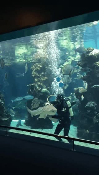 acuario,mimoso,debe estar acostumbrado al trato humano,cuidador,submarinista,tibur&oacute;n,cebra