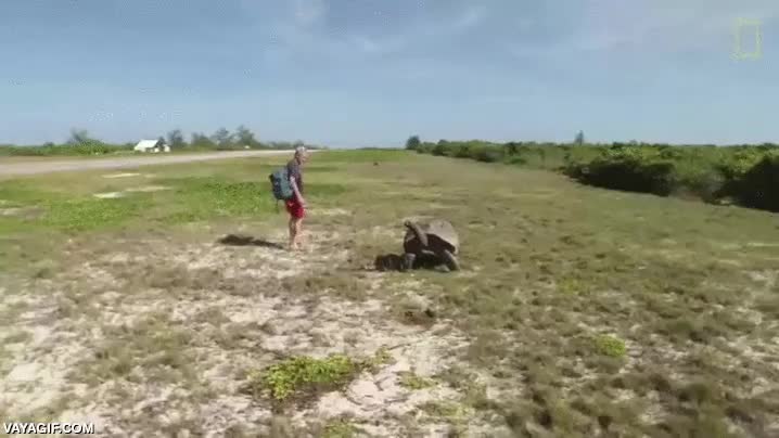 rayo laser,destruir,disparar,eres m&aacute;s r&aacute;pido pero...,tortuga,venganza