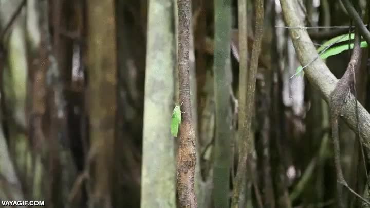 simio,mono,tarso,insecto,cazador silencioso,sigilo