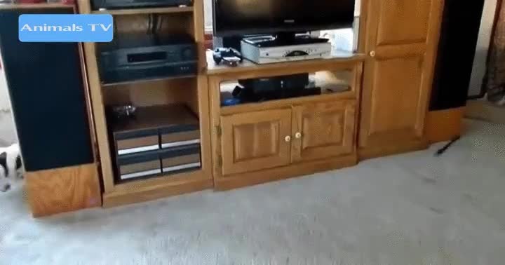 perro,correa,perseguir,mueble,dar vueltas,algun dia la atrapara