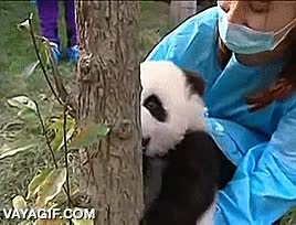 adorable,oso panda,escalar,trepar,no le falta poder ni fuerza,bebe,cachorro