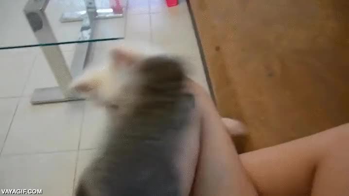 tarso,perro,veloz,huir,perseguir,velocidad,ninja