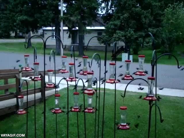 colibr&iacute;,enjambre,parecen abejas,nidos,comederos,bebederos,agua,aves