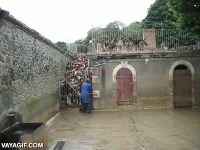 perros,cazadores,criadero,dar de comer,disciplina,hacer esperar