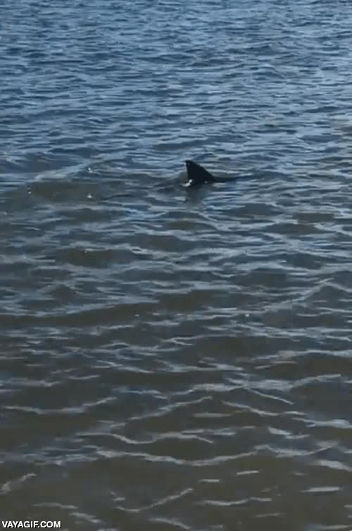 loco,te muerde y te deja sin brazo,sacar,tiburon,temerario,australia,peligro