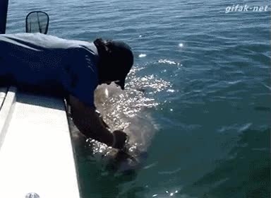 pez,pescado,coletazo,pescadores,colazo,gorra,quitar