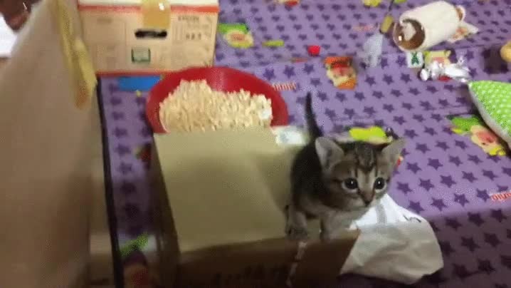 peque&ntilde;o houdini,escapista,escapar,gato,gatito,cachorro,caja,saltar